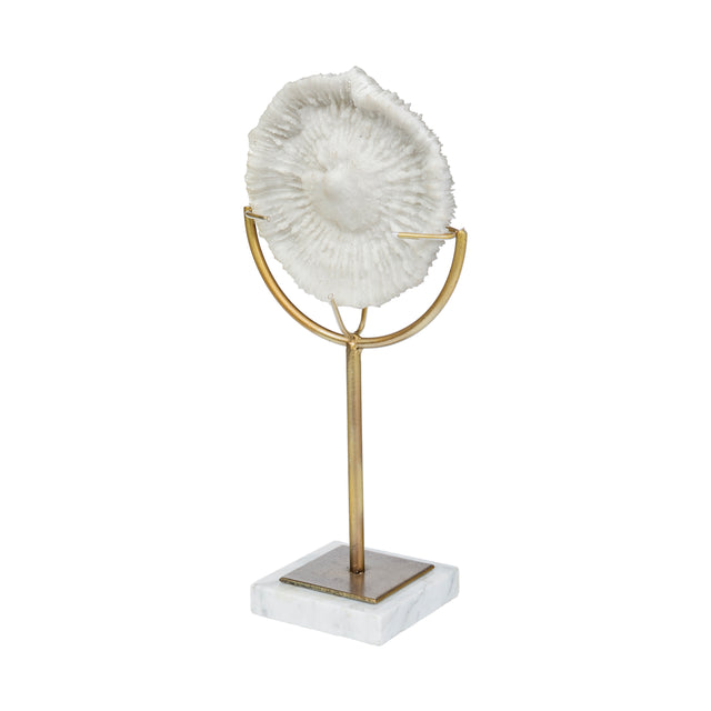 Sandy White Large Coastal Sand Dollar Object - Ornate Home