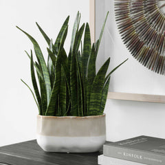 Sansera Snake Green Accent Plant - Ornate Home
