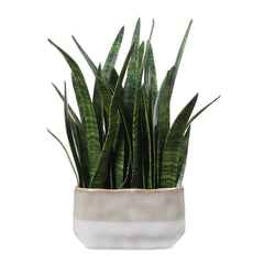 Sansera Snake Green Accent Plant - Ornate Home