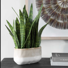Sansera Snake Green Accent Plant - Ornate Home