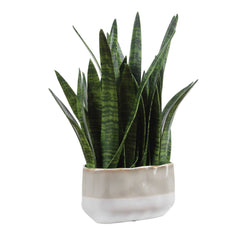 Sansera Snake Green Accent Plant - Ornate Home