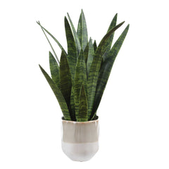 Sansera Snake Green Accent Plant - Ornate Home