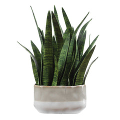 Sansera Snake Green Accent Plant - Ornate Home