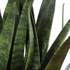 Sansera Snake Green Accent Plant - Ornate Home