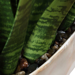 Sansera Snake Green Accent Plant - Ornate Home