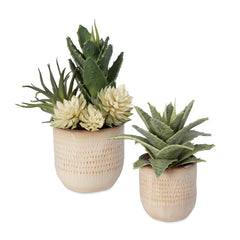 Seaside Succulents Brown/Green (Set of 2) - Ornate Home