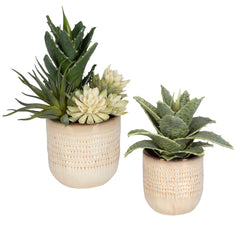 Seaside Succulents Brown/Green (Set of 2) - Ornate Home