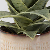 Seaside Succulents Brown/Green (Set of 2) - Ornate Home