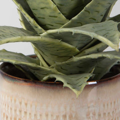 Seaside Succulents Brown/Green (Set of 2) - Ornate Home