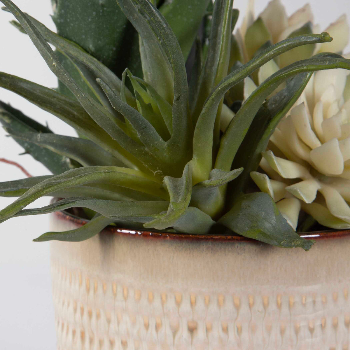 Seaside Succulents Brown/Green (Set of 2) - Ornate Home
