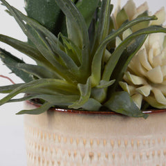 Seaside Succulents Brown/Green (Set of 2) - Ornate Home