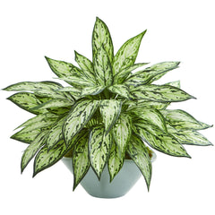 Silver Queen Artificial Plant in Green Vase - Ornate Home