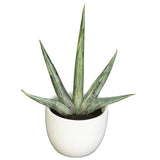 Southwest Artificial Succulent Collection - Set of 3