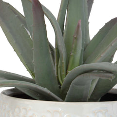 Taos Green/White Aloe Centerpiece - Ornate Home