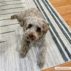 Thad Medium Gray Washable Area Rug - Ornate Home