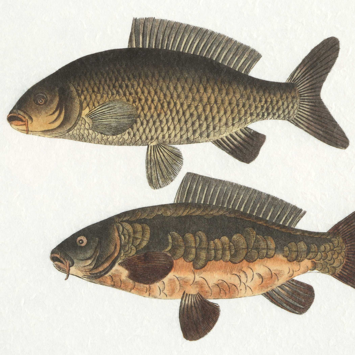 The Catch Multicolor Framed Fish Prints (Set of 2) - Ornate Home