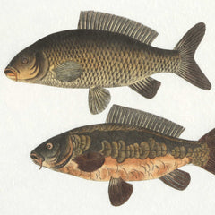 The Catch Multicolor Framed Fish Prints (Set of 2) - Ornate Home