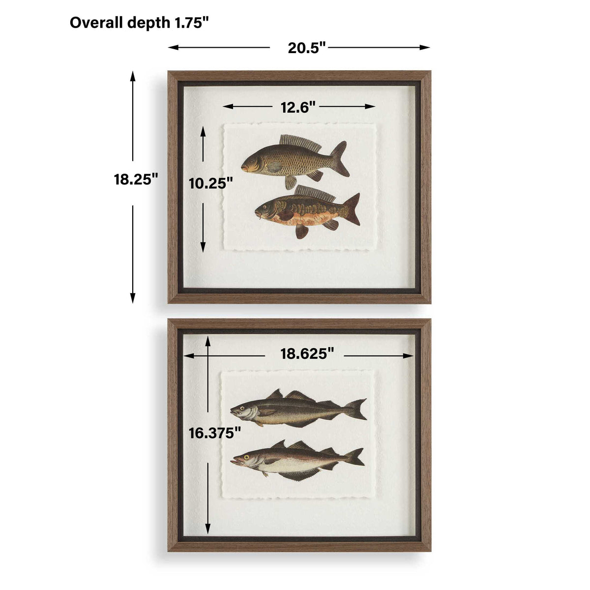 The Catch Multicolor Framed Fish Prints (Set of 2) - Ornate Home