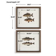 The Catch Multicolor Framed Fish Prints (Set of 2) - Ornate Home