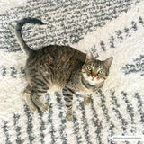 Trunding Plush Area Rug - Ornate Home