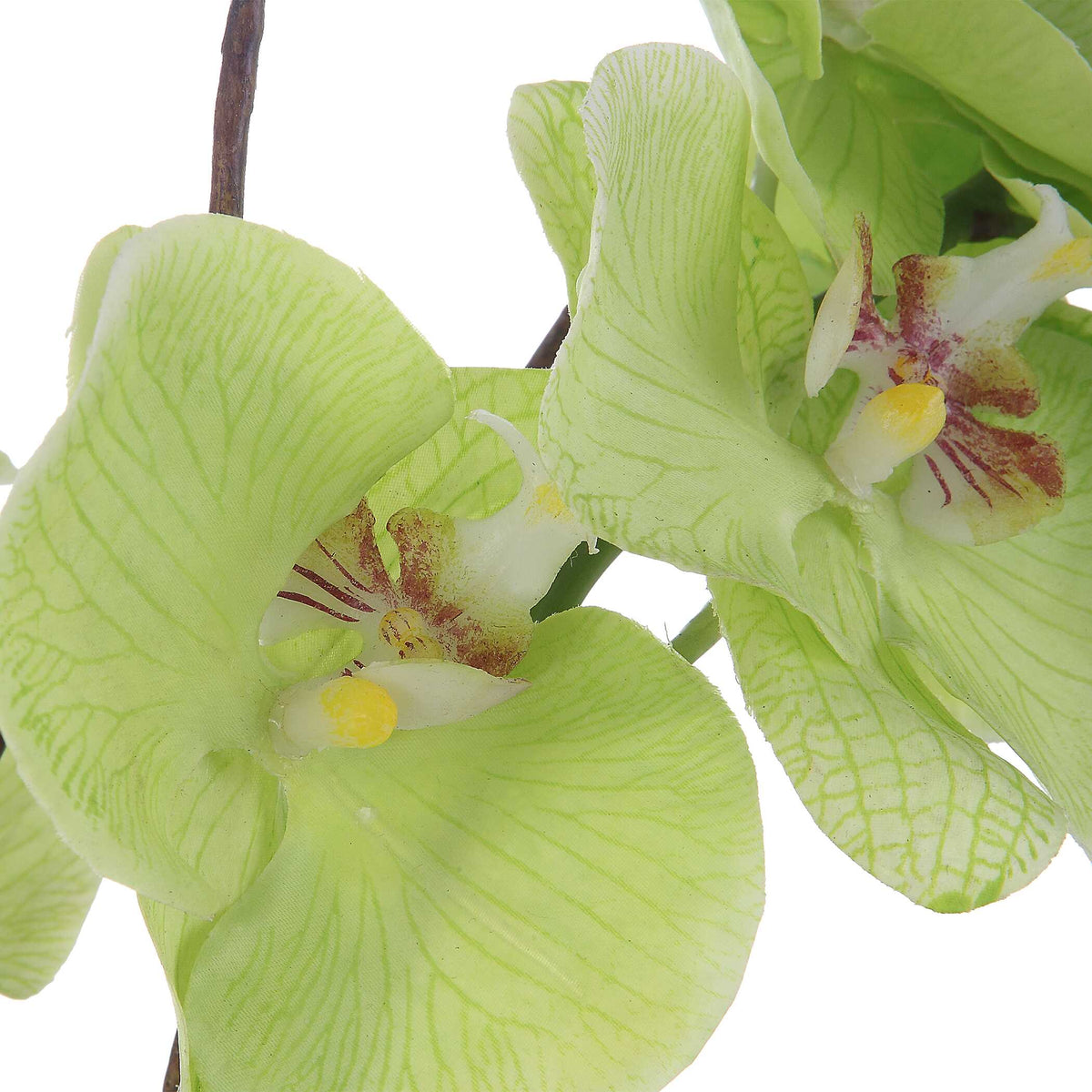 Valdive Green Orchid - Ornate Home