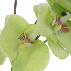 Valdive Green Orchid - Ornate Home