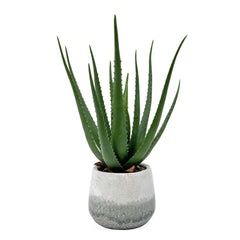 Veranda Blue/Green Indoor-Outdoor Aloe Plant - Ornate Home