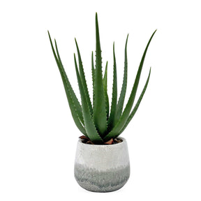 Veranda Blue/Green Indoor-Outdoor Aloe Plant - Ornate Home