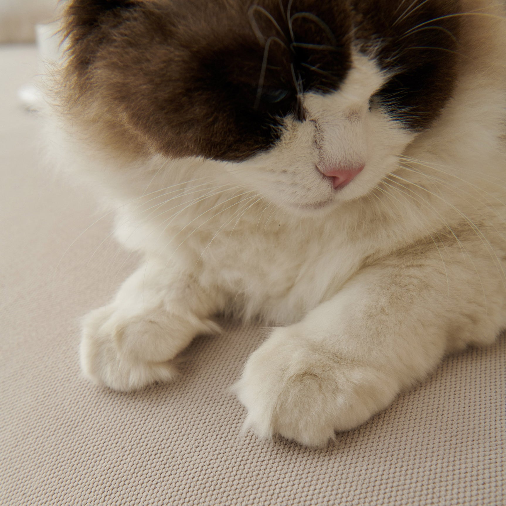 Waterproof Scratch Proof Sofa Protector Throw Blanket, Couch Cover for Pets & Kids - Ornate Home