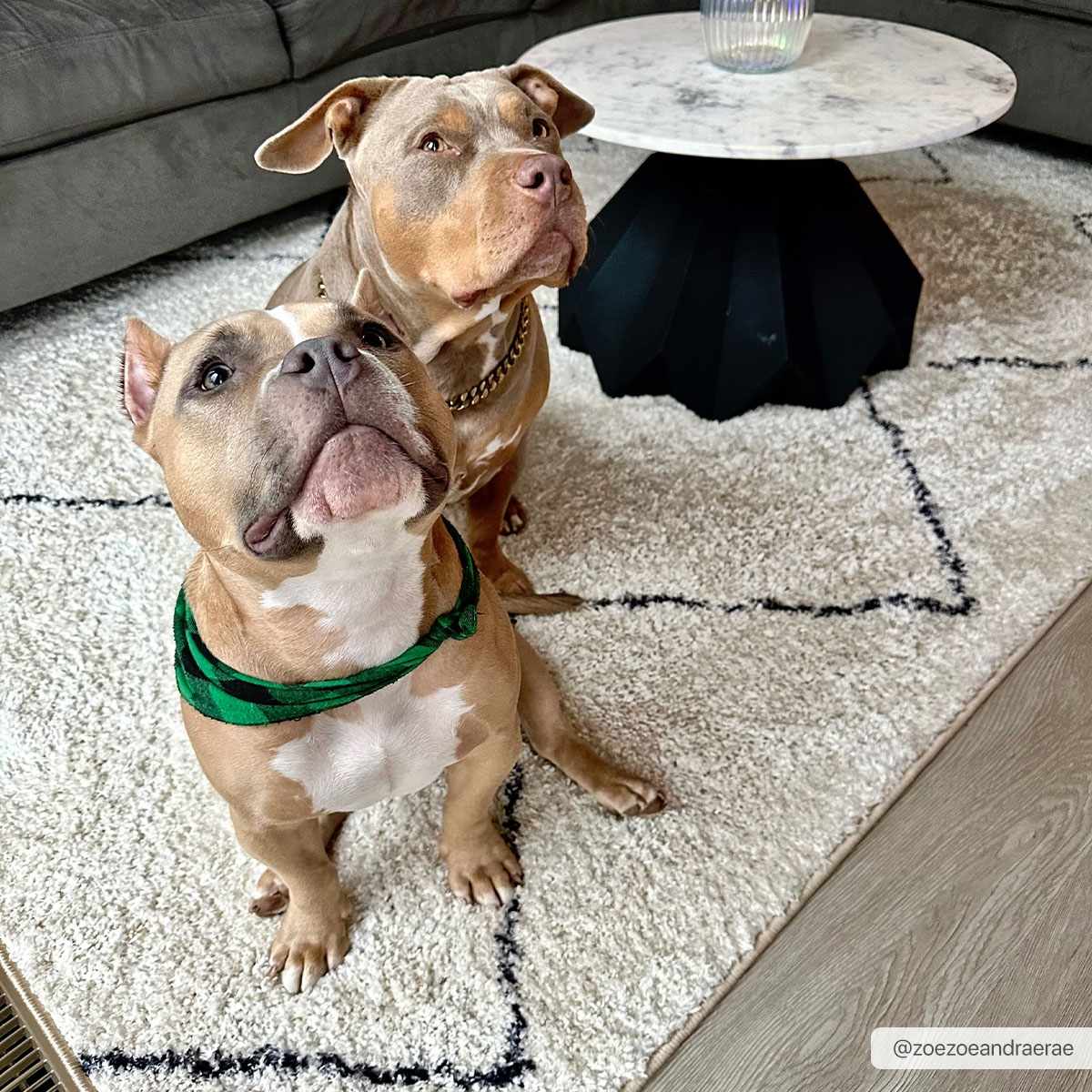 Yuya Washable Area Rug - Ornate Home