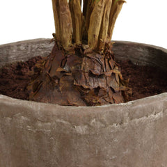 Zamia Green Palm Accent In Planter - Ornate Home