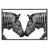 Zebras Black/White Photography 48x72 - Ornate Home