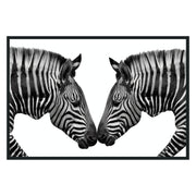 Zebras Black/White Photography 48x72 - Ornate Home