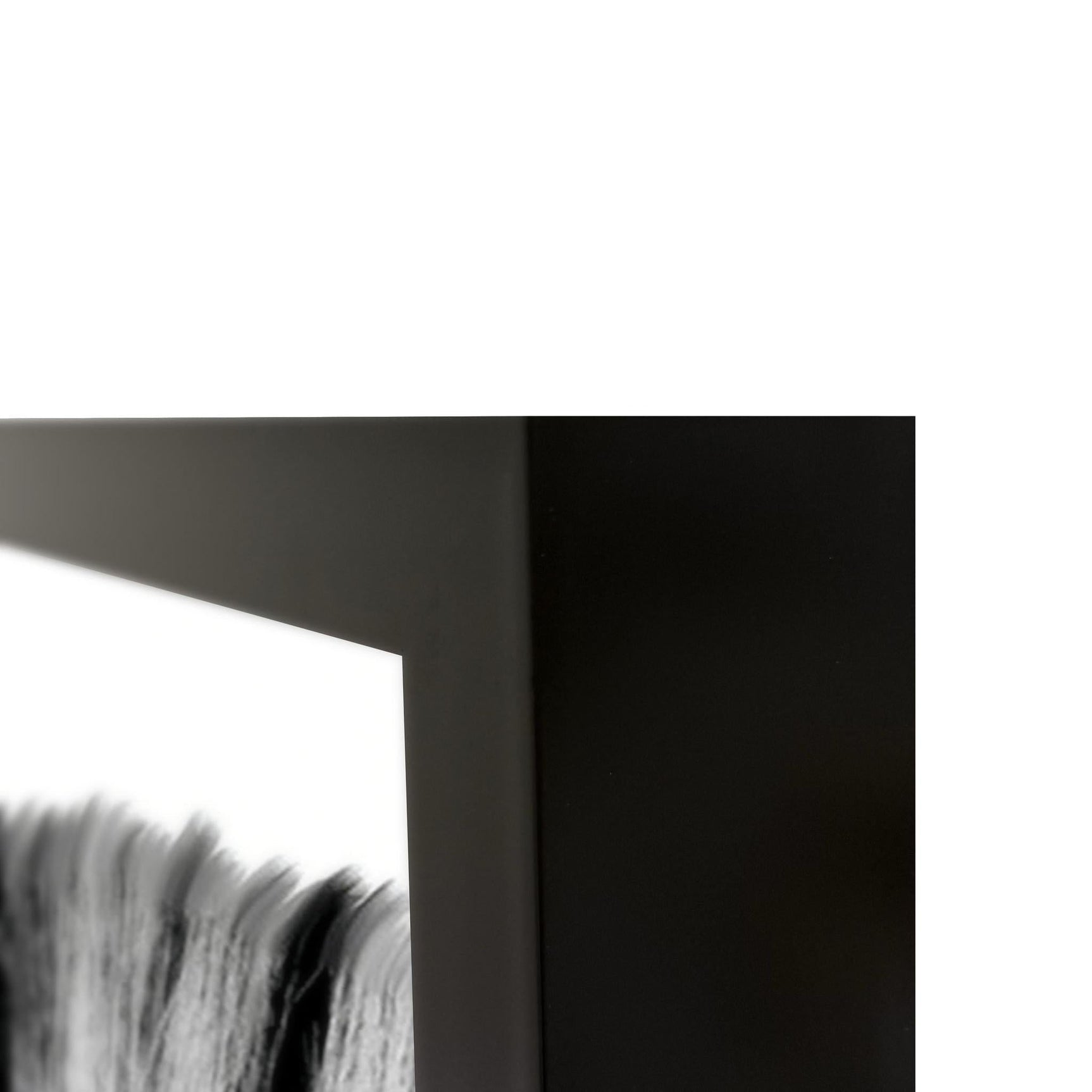 Zebras Black/White Photography 48x72 - Ornate Home