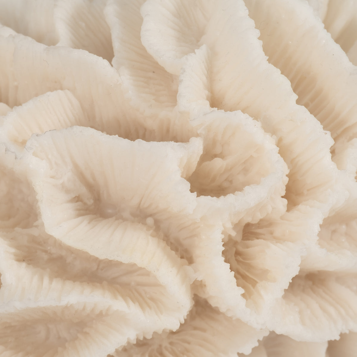 Brainard Ivory Petal Coral