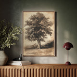Timeless Oaks