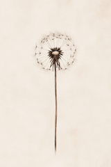 Whispering Dandelion Dream
