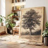 Timeless Oaks