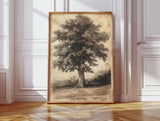 Timeless Oaks