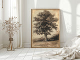 Timeless Oaks