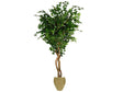 Grand Ficus in Basket / 8’ - Ornate Home