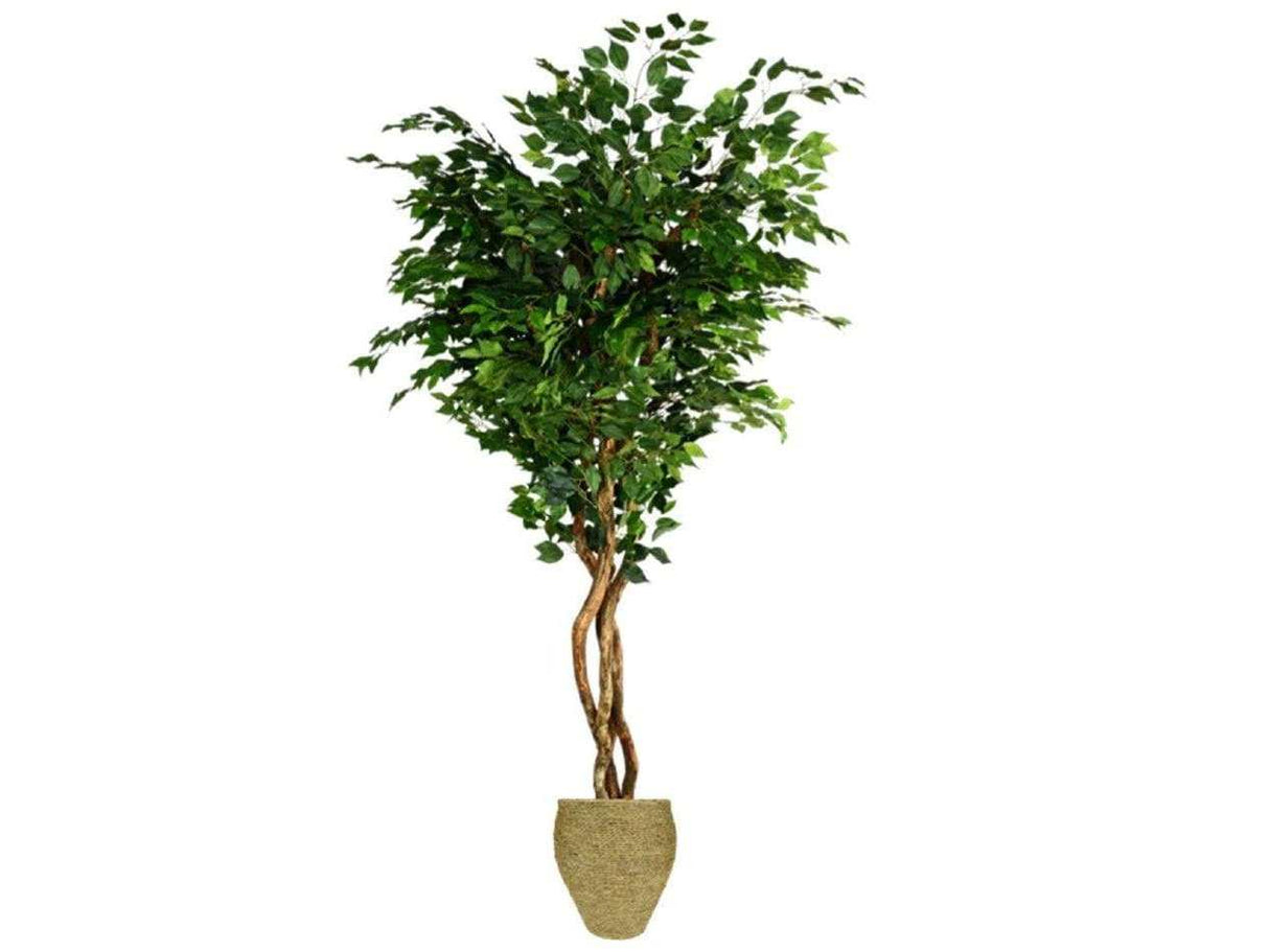 Grand Ficus in Basket / 8’ - Ornate Home