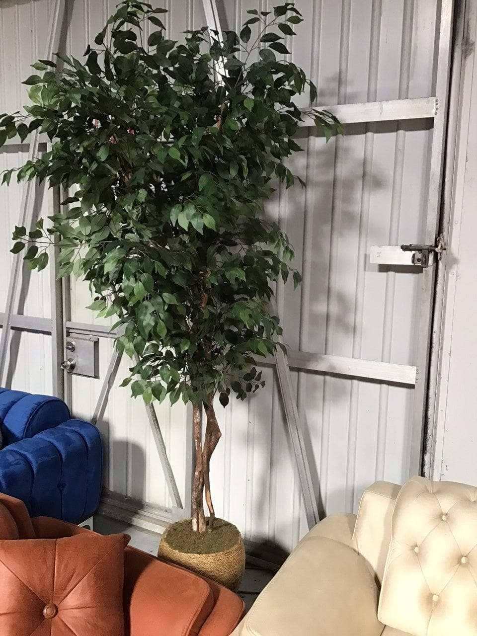 Grand Ficus in Basket / 8’ - Ornate Home