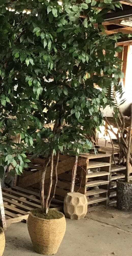 Grand Ficus in Basket / 8’ - Ornate Home