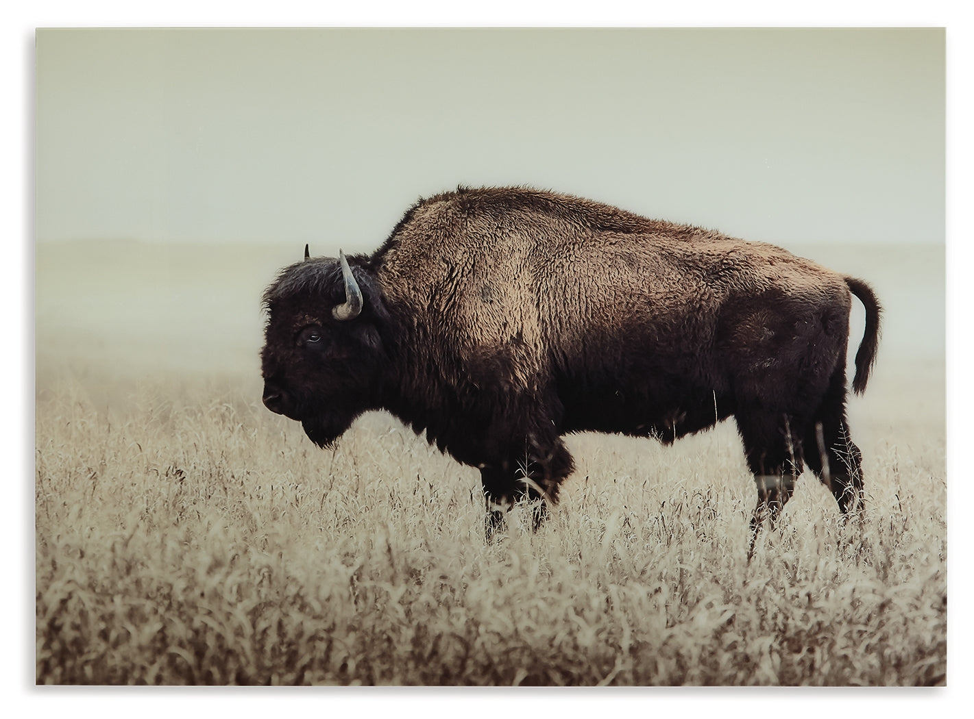 Brutus Wall Art - Ornate Home