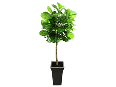 Fiddle Leaf Fig / 6.5’ - Ornate Home