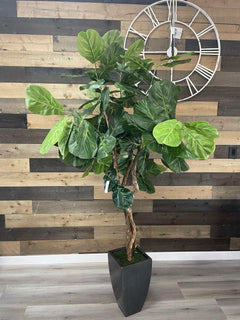 Fiddle Leaf Fig / 6.5’ - Ornate Home