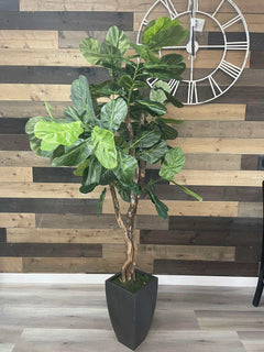 Fiddle Leaf Fig / 6.5’ - Ornate Home