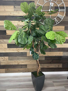 Fiddle Leaf Fig / 6.5’ - Ornate Home