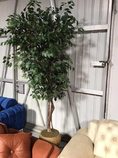 Grand Ficus in Basket / 8’ - Ornate Home